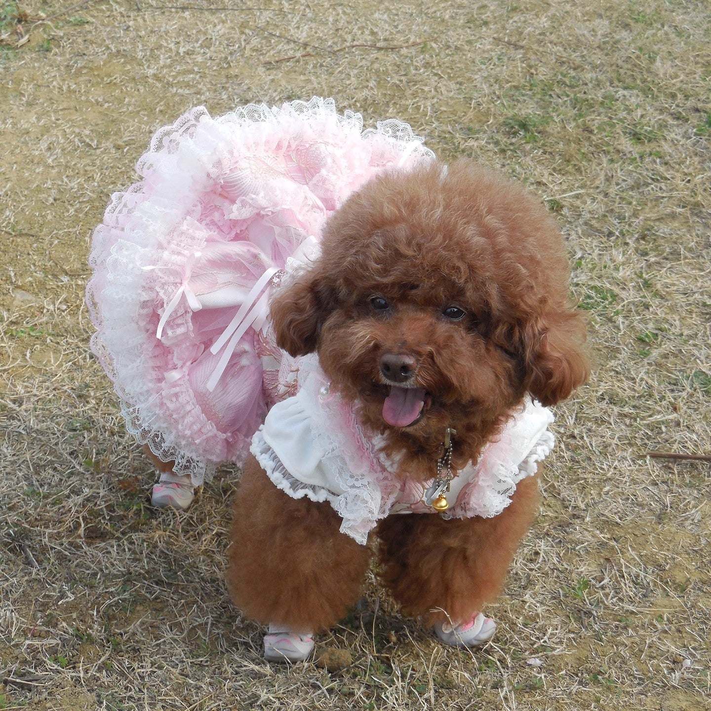 Handmade Romantic Puppy Gown Pink Lace - Image 3