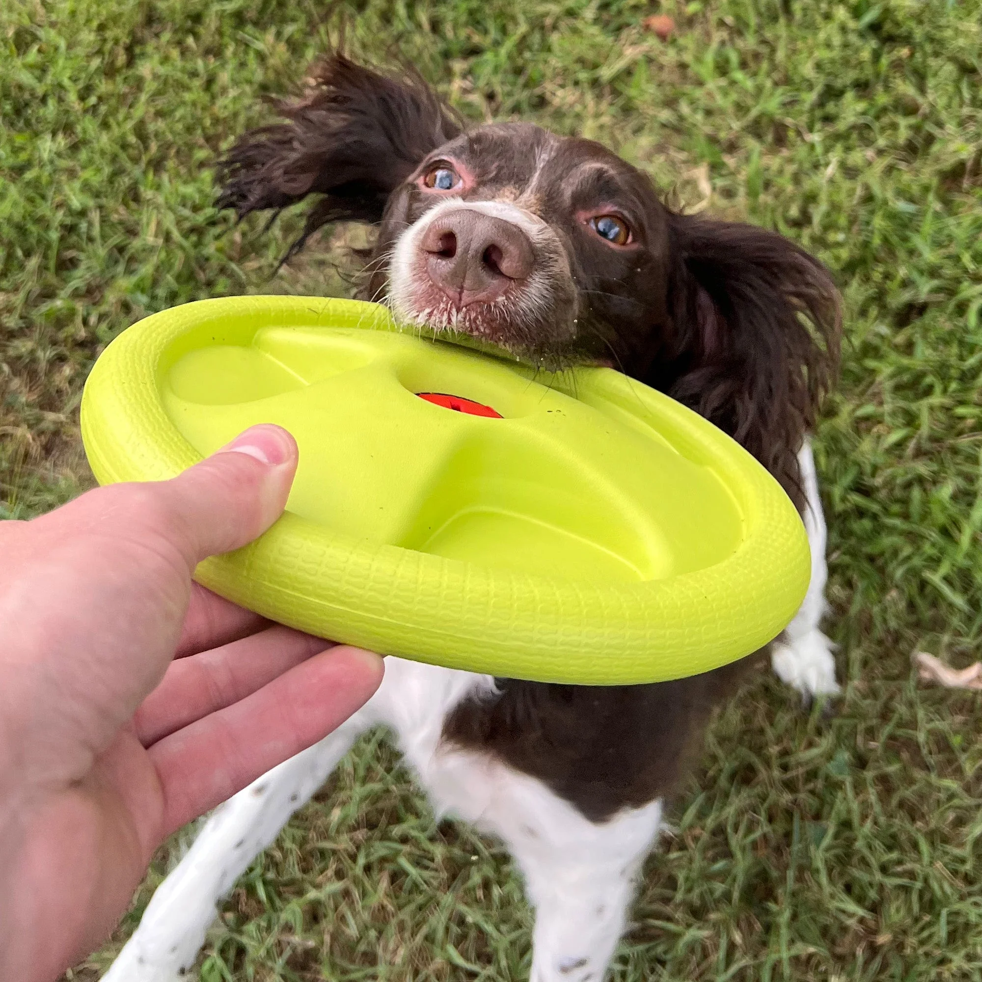 Harley Flyer Frisbee - Image 4