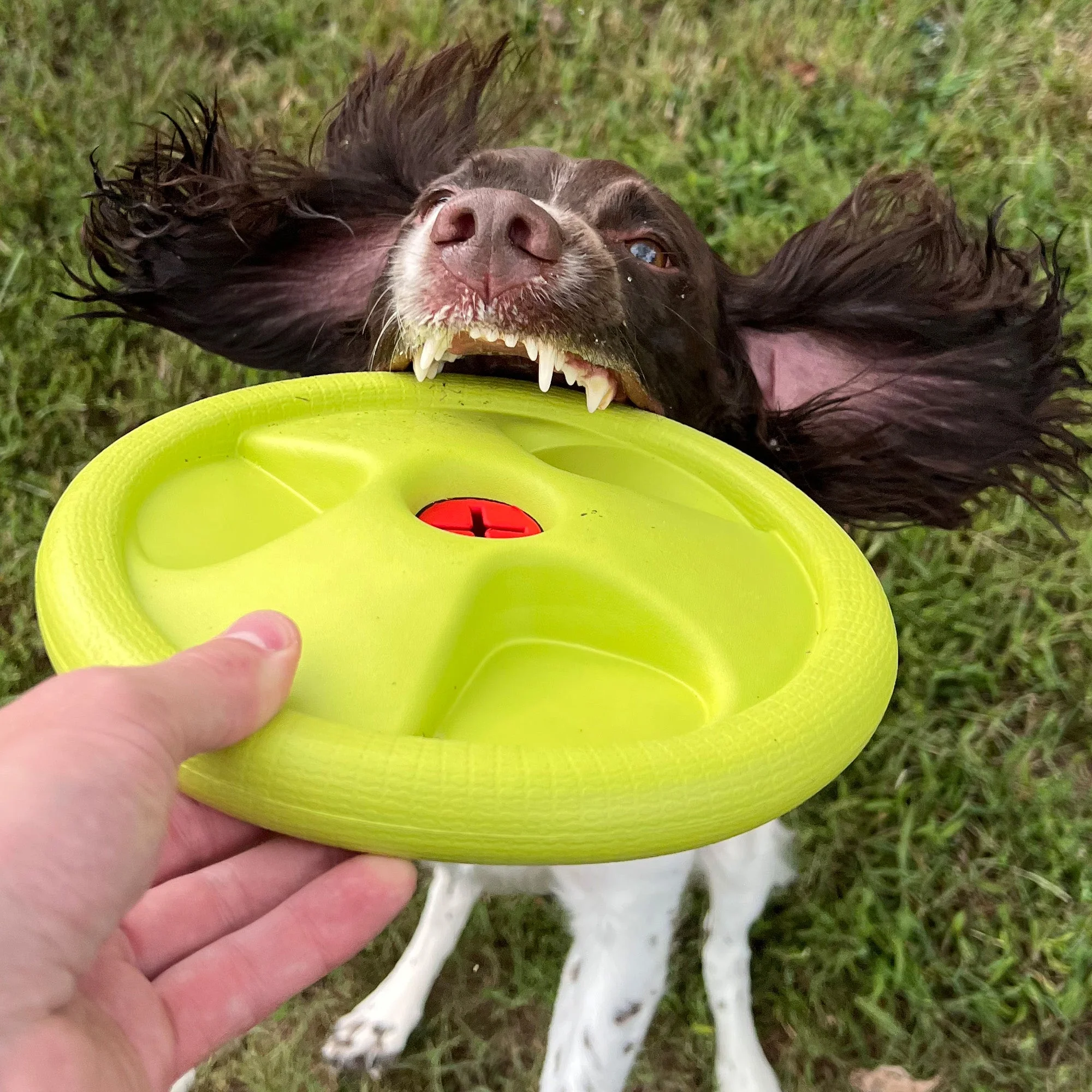 Harley Flyer Frisbee - Image 5