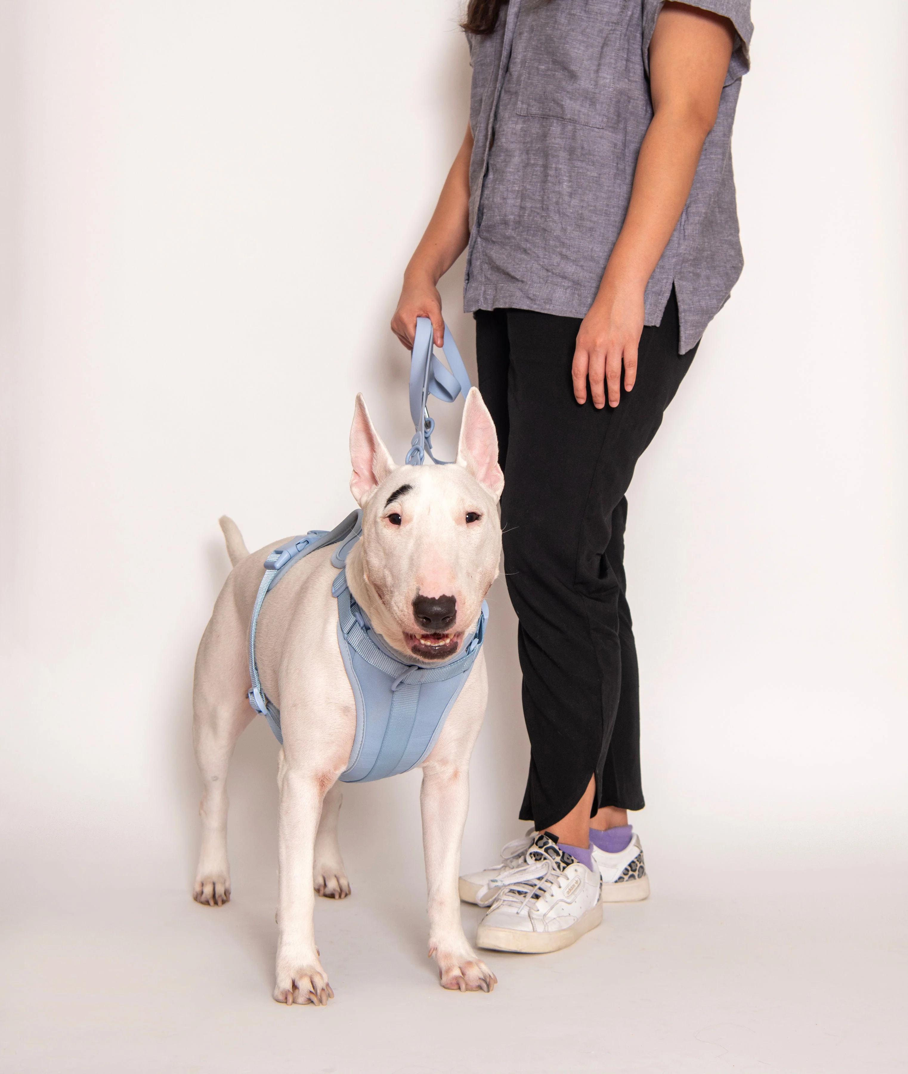 Harness - Image 12