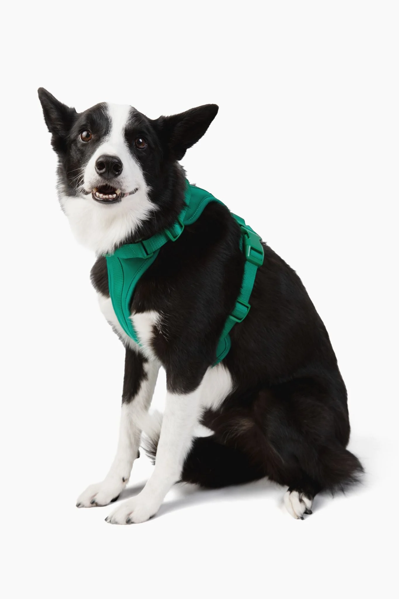 Harness - Image 18