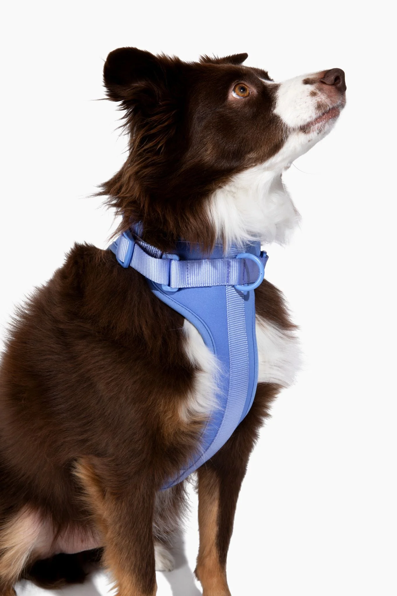 Harness - Image 2