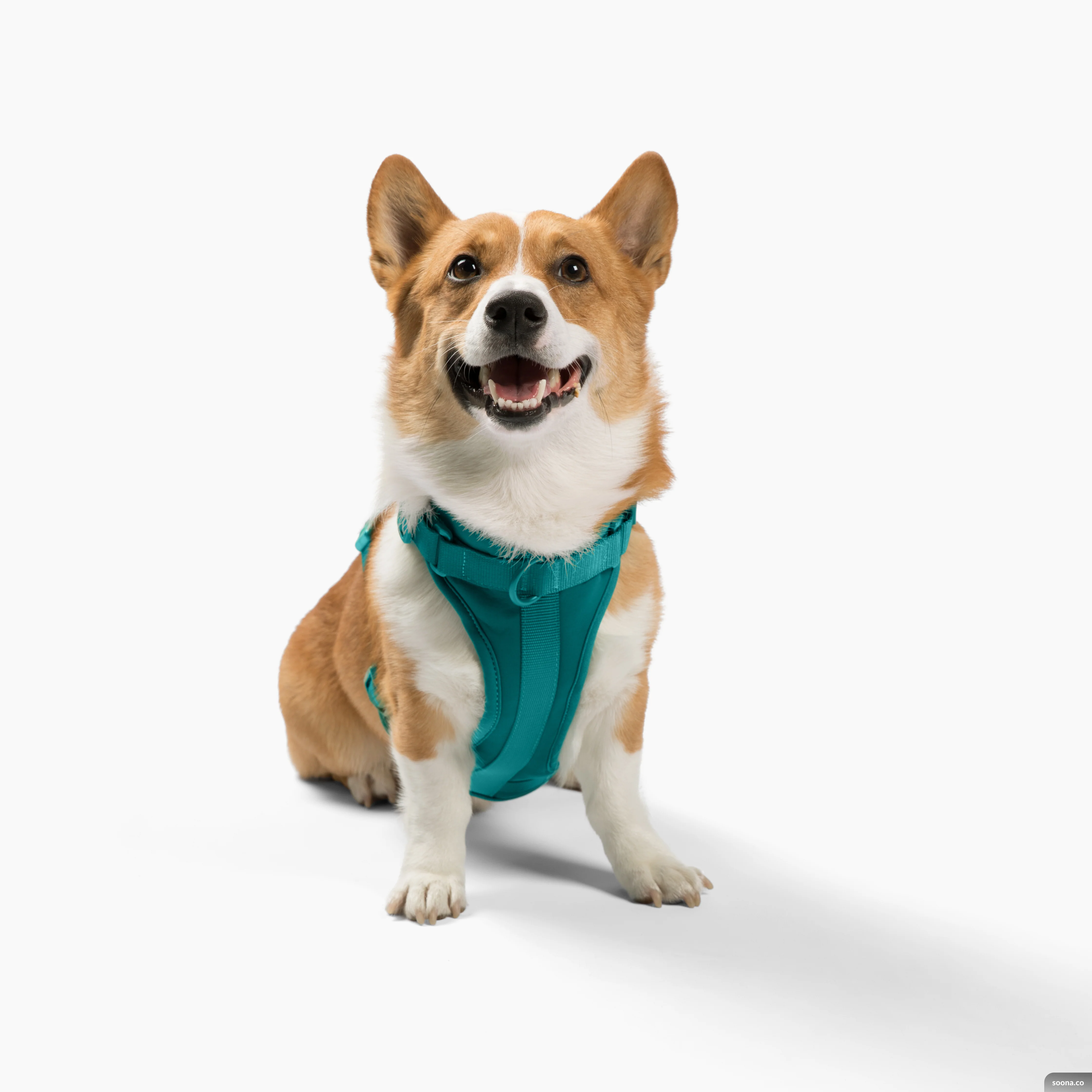 Harness - Image 32