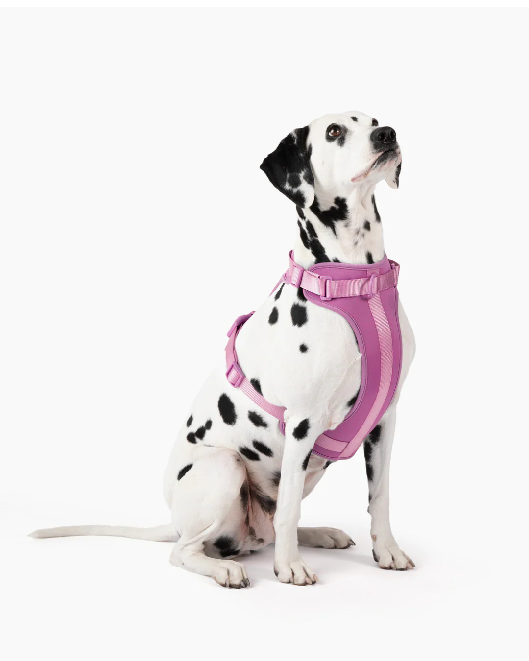 Harness - Image 4