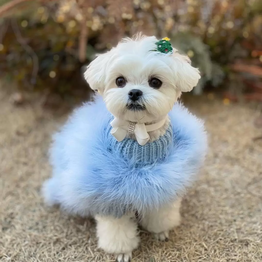 Haute Couture Feathered Luxury Pet Sweater - Image 10
