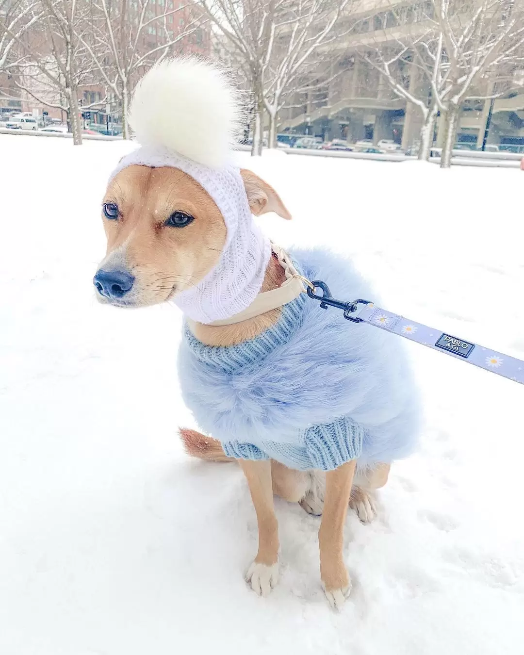 Haute Couture Feathered Luxury Pet Sweater - Image 11