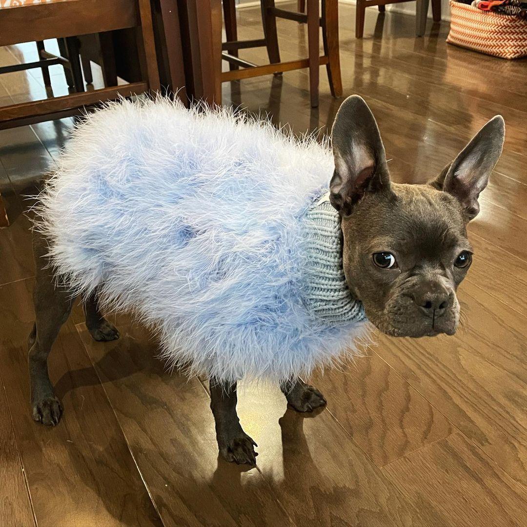 Haute Couture Feathered Luxury Pet Sweater - Image 14