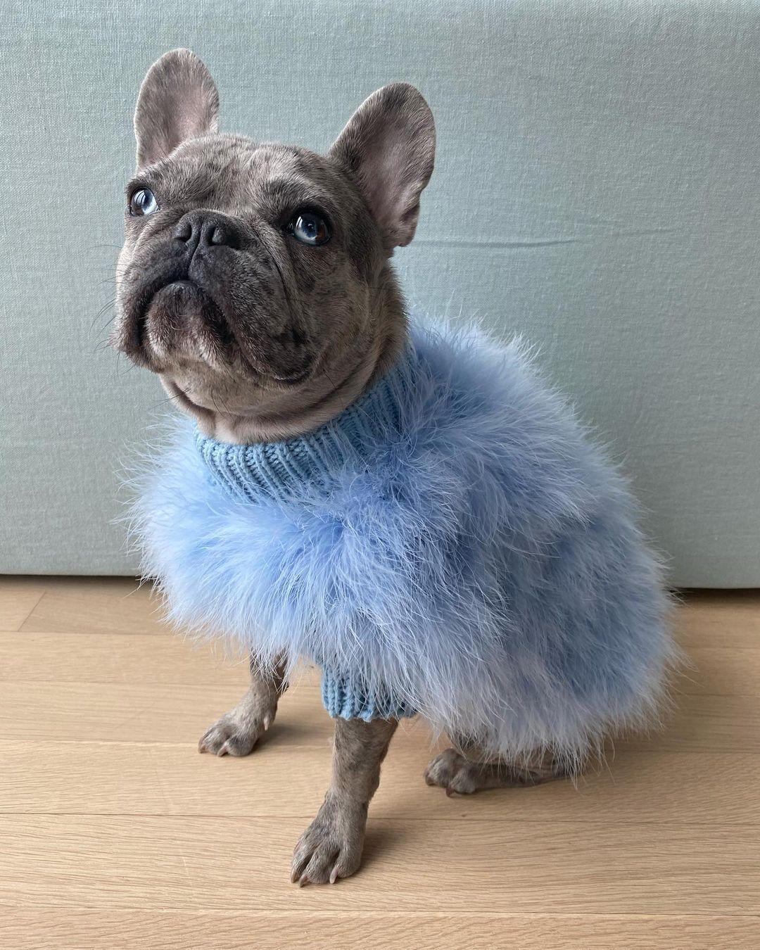 Haute Couture Feathered Luxury Pet Sweater - Image 15