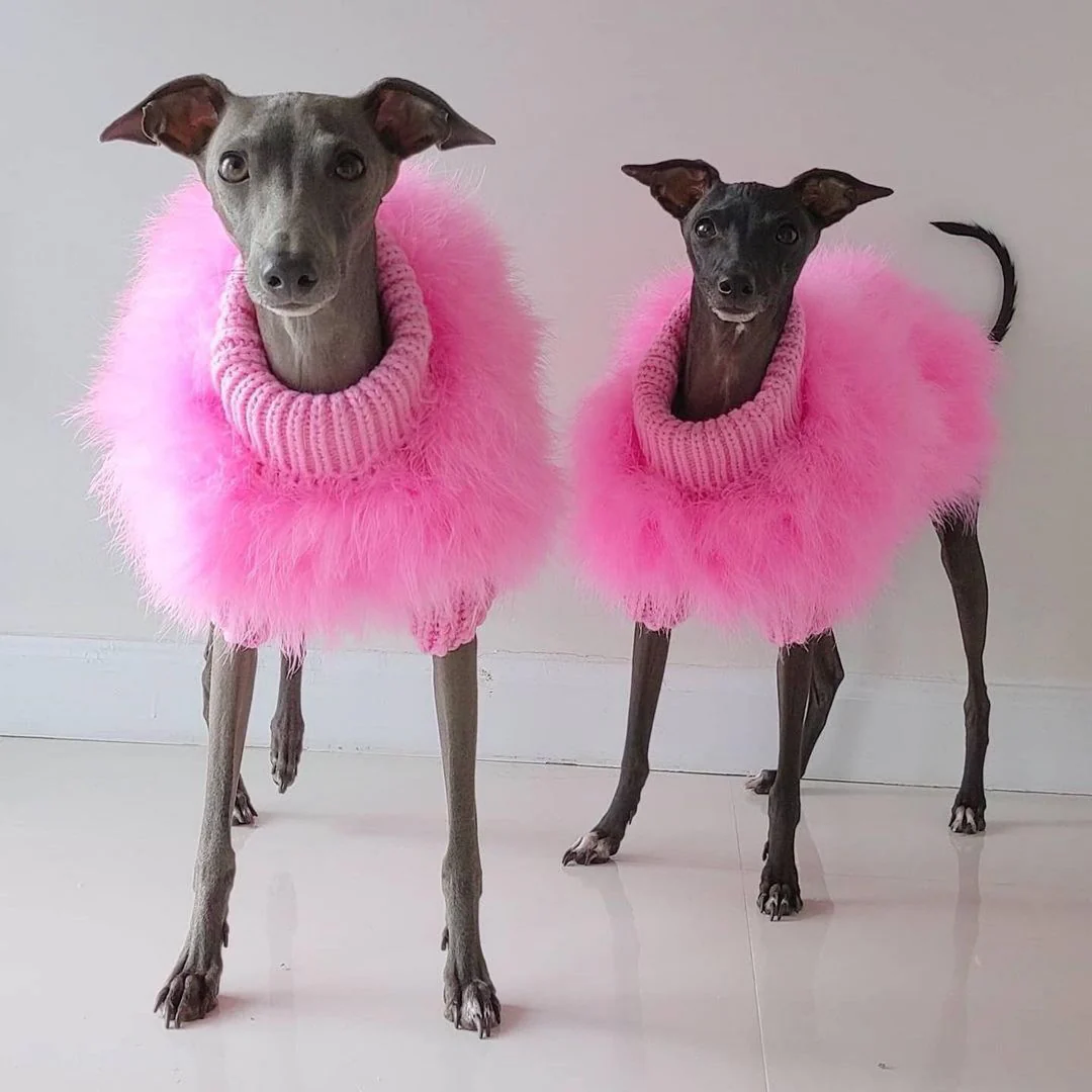 Haute Couture Feathered Luxury Pet Sweater - Image 17