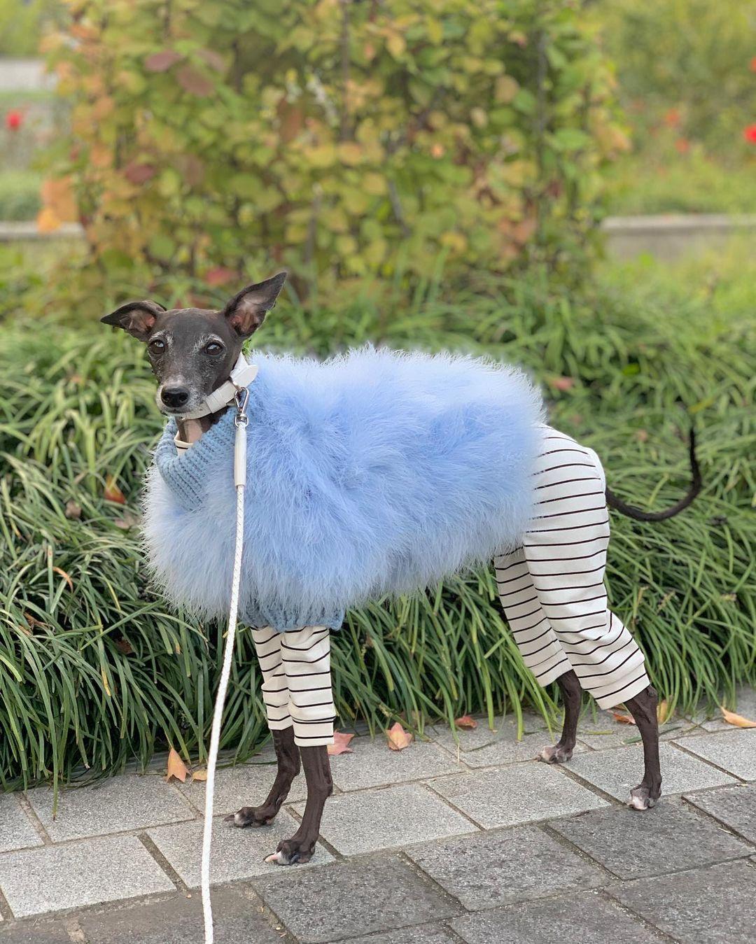 Haute Couture Feathered Luxury Pet Sweater - Image 19