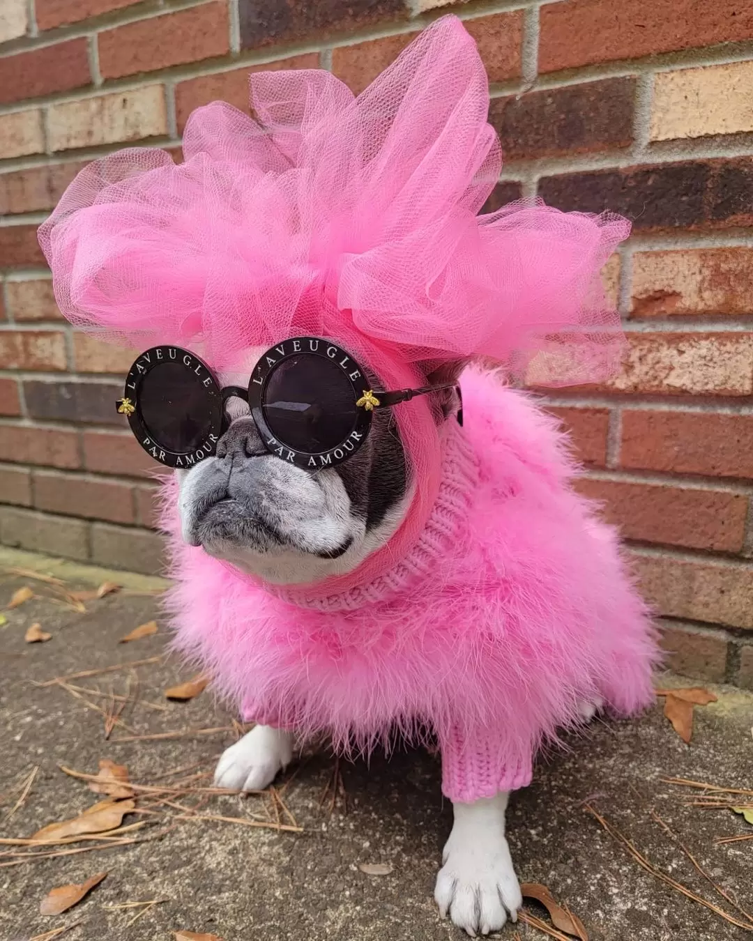 Haute Couture Feathered Luxury Pet Sweater - Image 6