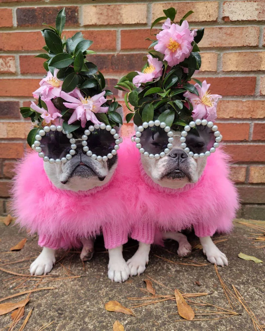 Haute Couture Feathered Luxury Pet Sweater - Image 7