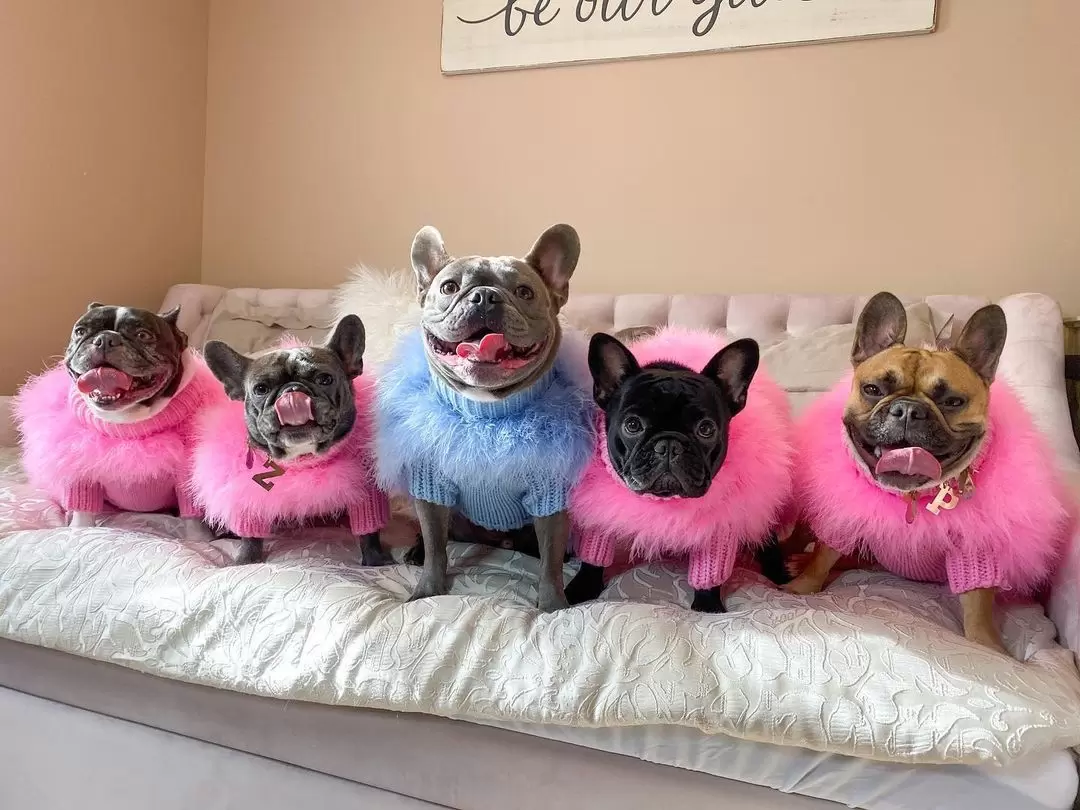 Haute Couture Feathered Luxury Pet Sweater - Image 8