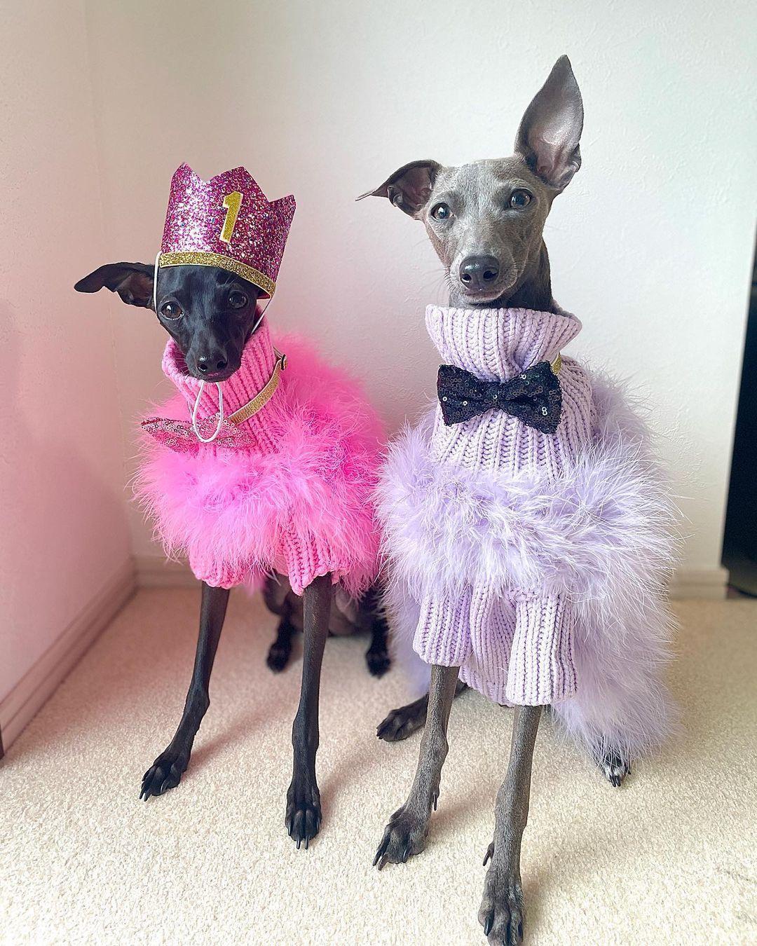 Haute Couture Feathered Luxury Pet Sweater - Image 9