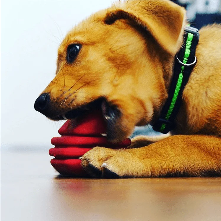 Heart on a String Dog Toy - Durable Rubber Tug Toy for Large Dogs | USA Made - Image 10