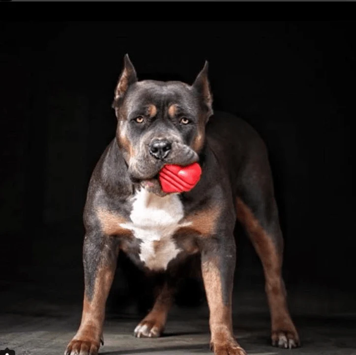 Heart on a String Dog Toy - Durable Rubber Tug Toy for Large Dogs | USA Made - Image 6