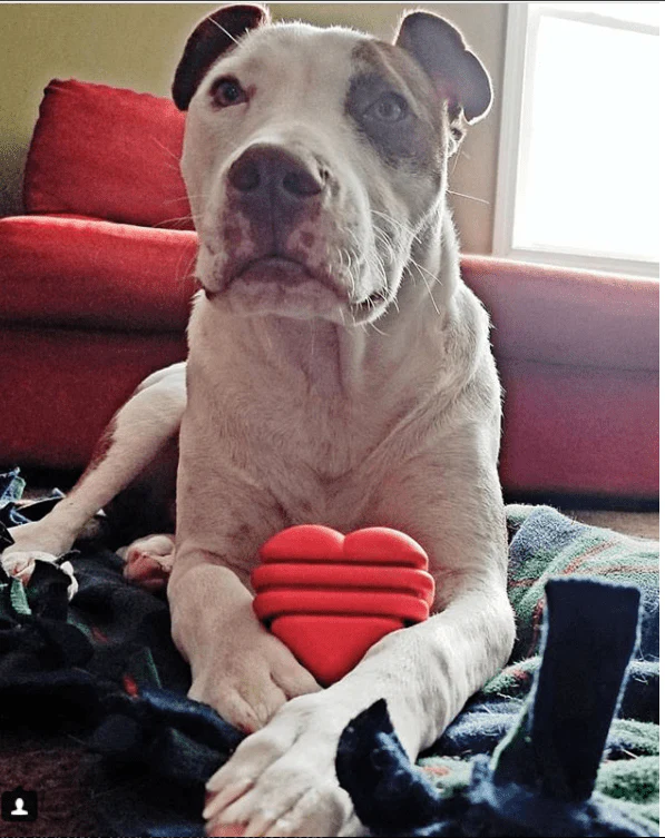 Heart on a String Dog Toy - Durable Rubber Tug Toy for Large Dogs | USA Made - Image 7