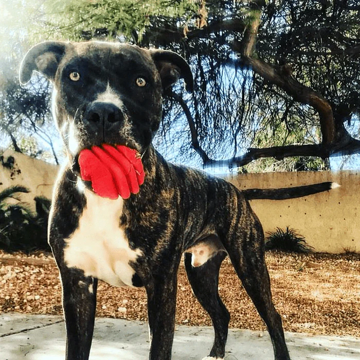 Heart on a String Dog Toy - Durable Rubber Tug Toy for Large Dogs | USA Made - Image 8