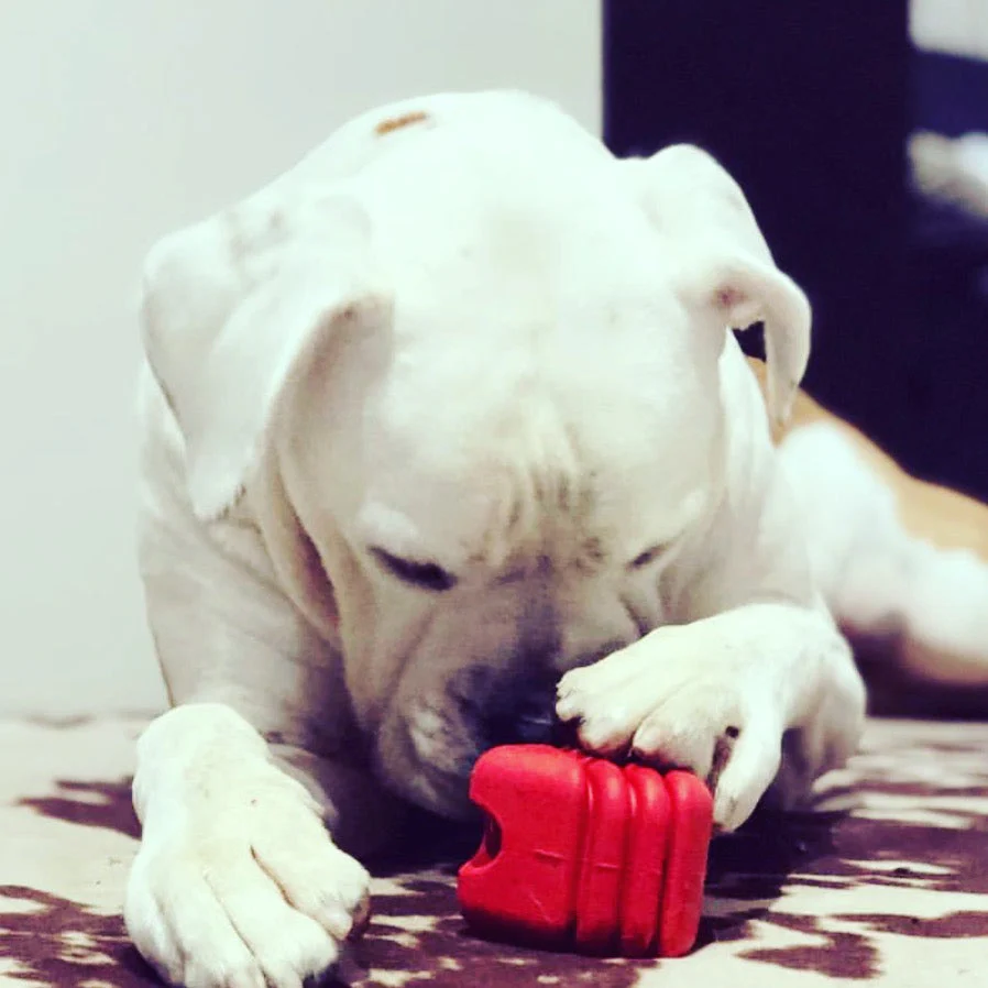 Heart on a String Dog Toy - Durable Rubber Tug Toy for Large Dogs | USA Made - Image 9