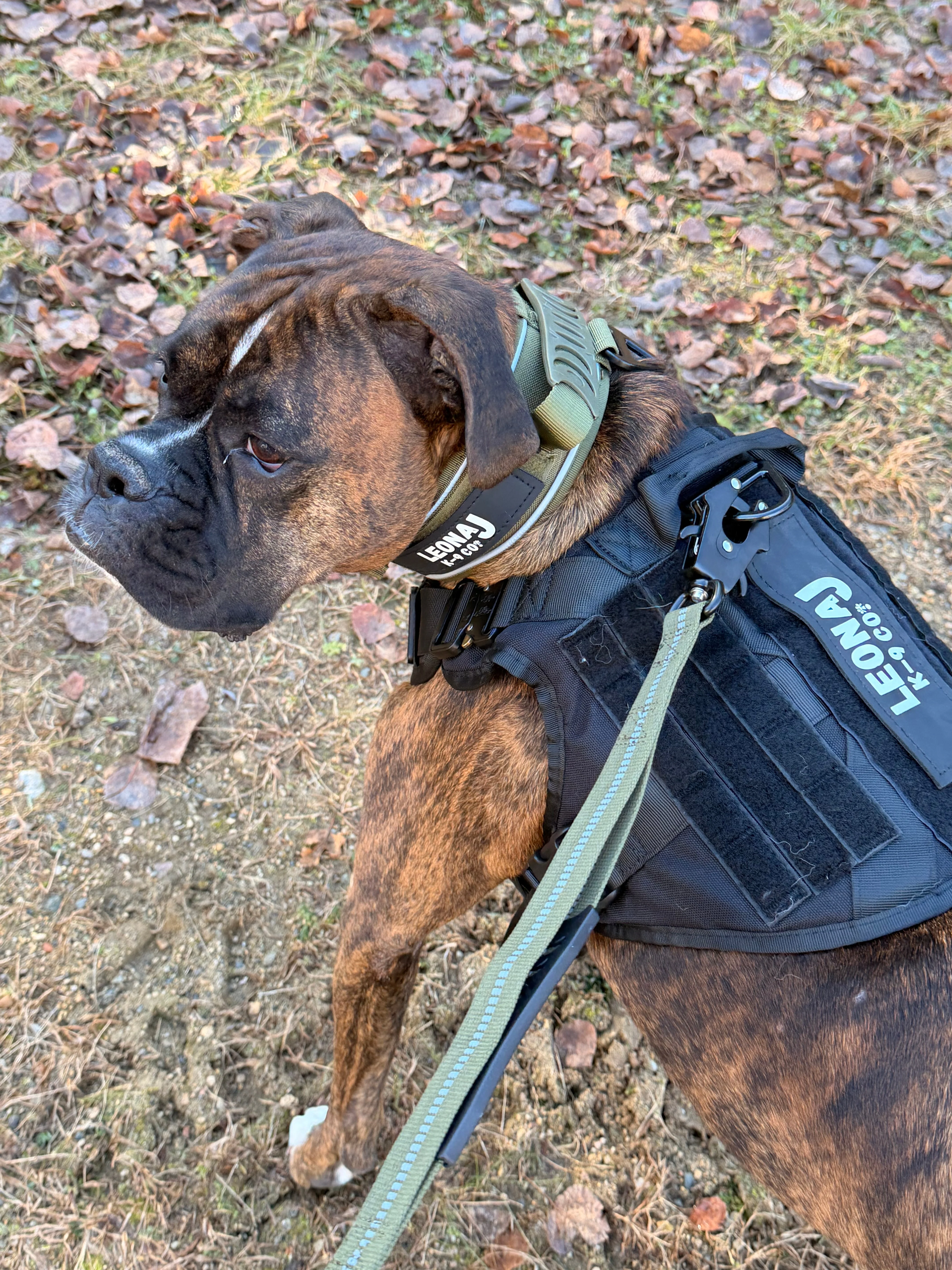 Heavy Duty Tactical 'No-Pull' Bungee Leash - Image 15
