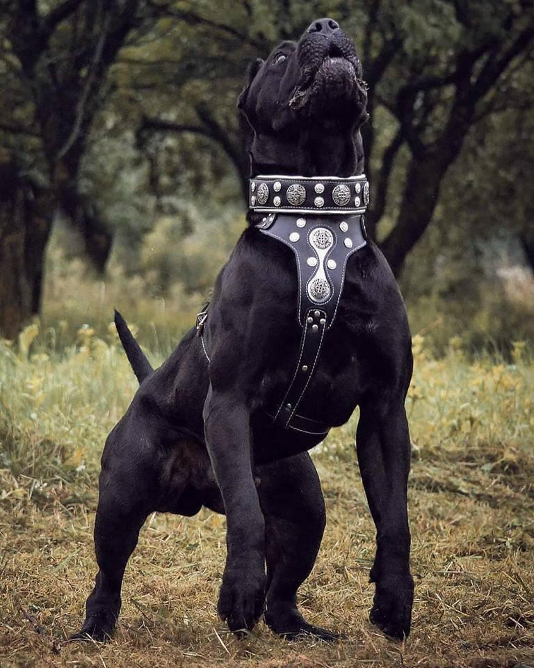 "Hektor" collar - Image 3