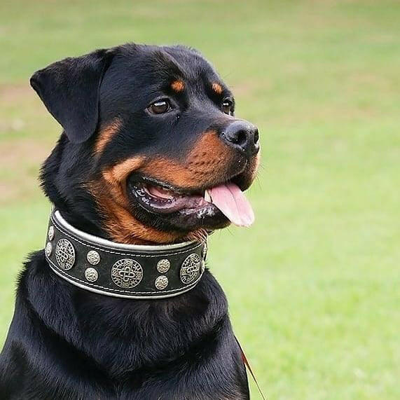 "Hektor" collar - Image 4