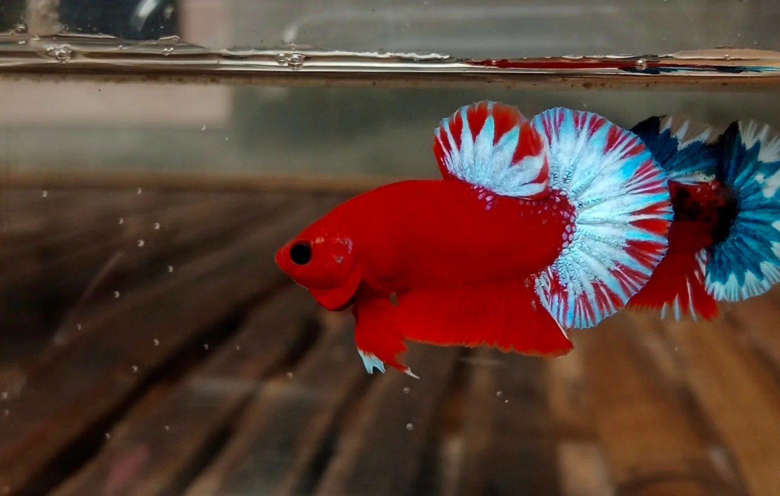 Hellboy Betta (Male) - Image 2