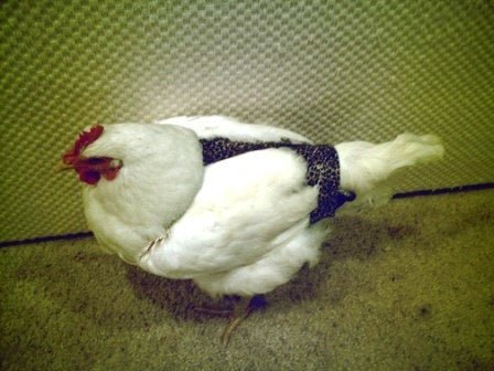 Hen Holster Bird Diaper/Harness (chicken diaper, duck diaper, pigeon diaper with Removable Vinyl Liner) - Image 10