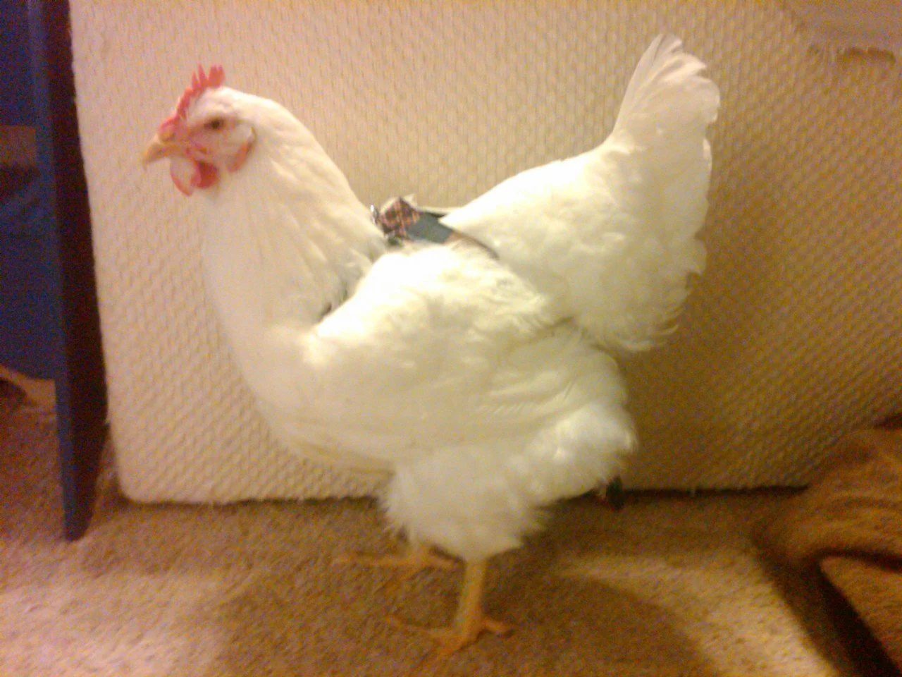 Hen Holster Bird Diaper/Harness (chicken diaper, duck diaper, pigeon diaper with Removable Vinyl Liner) - Image 12