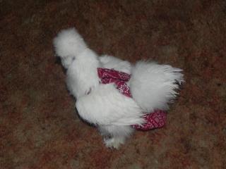 Hen Holster Bird Diaper/Harness (chicken diaper, duck diaper, pigeon diaper with Removable Vinyl Liner) - Image 14