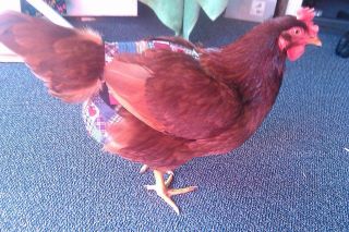 Hen Holster Bird Diaper/Harness (chicken diaper, duck diaper, pigeon diaper with Removable Vinyl Liner) - Image 15