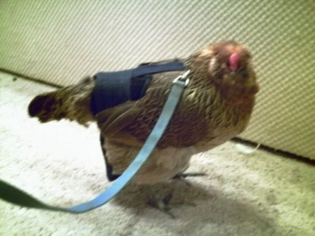 Hen Holster Bird Diaper/Harness (chicken diaper, duck diaper, pigeon diaper with Removable Vinyl Liner) - Image 16