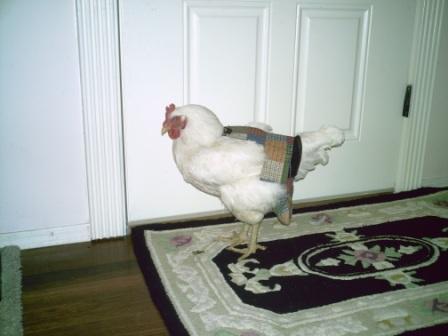 Hen Holster Bird Diaper/Harness (chicken diaper, duck diaper, pigeon diaper with Removable Vinyl Liner) - Image 17