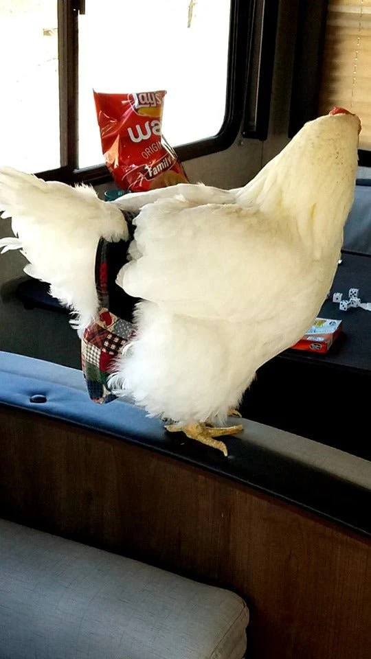Hen Holster Bird Diaper/Harness (chicken diaper, duck diaper, pigeon diaper with Removable Vinyl Liner) - Image 19