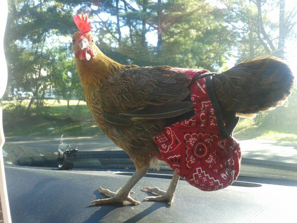 Hen Holster Bird Diaper/Harness (chicken diaper, duck diaper, pigeon diaper with Removable Vinyl Liner) - Image 2