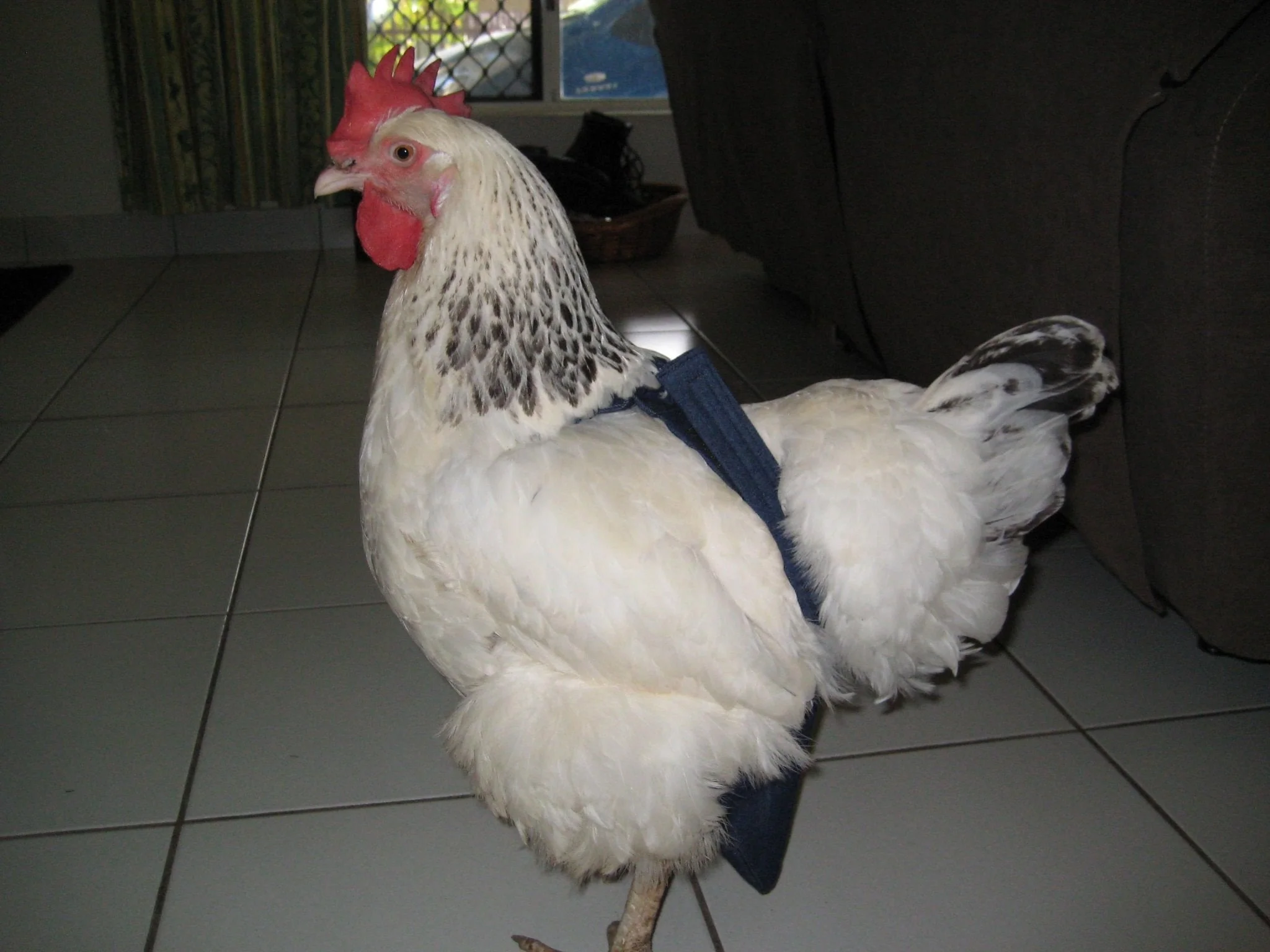 Hen Holster Bird Diaper/Harness (chicken diaper, duck diaper, pigeon diaper with Removable Vinyl Liner) - Image 20