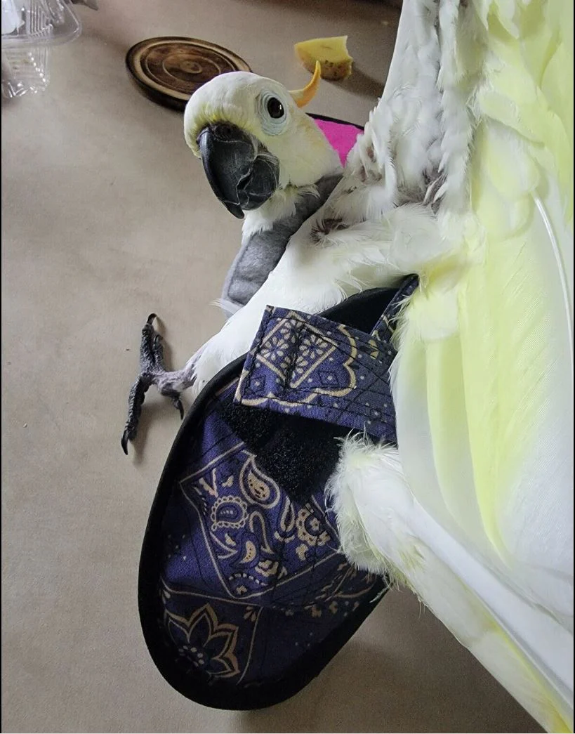 Hen Holster Bird Diaper/Harness (chicken diaper, duck diaper, pigeon diaper with Removable Vinyl Liner) - Image 3
