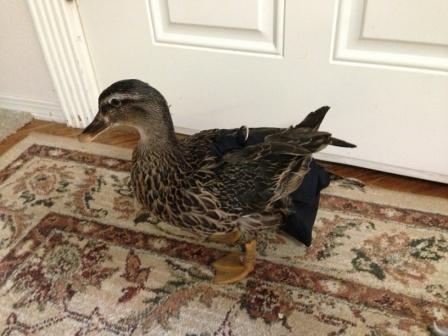 Hen Holster Bird Diaper/Harness (chicken diaper, duck diaper, pigeon diaper with Removable Vinyl Liner) - Image 6
