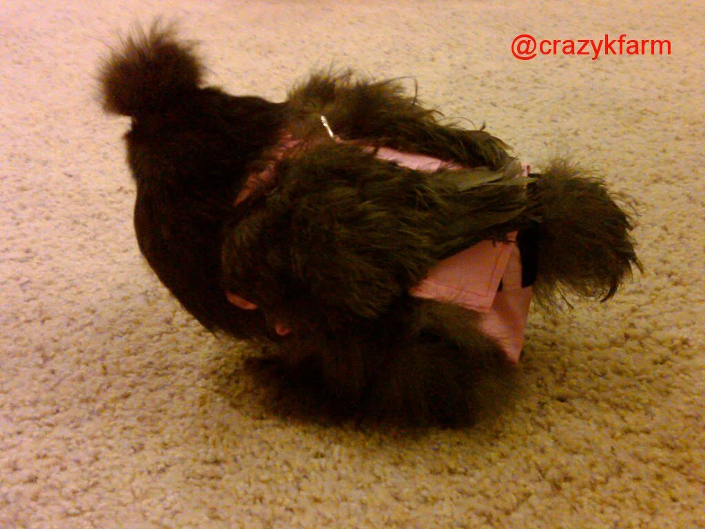 Hen Holster Chicken Diaper Harness with Permanent Sewn-in Liner (Duck Diaper, Goose Diaper, Parrot Diaper) - Image 7