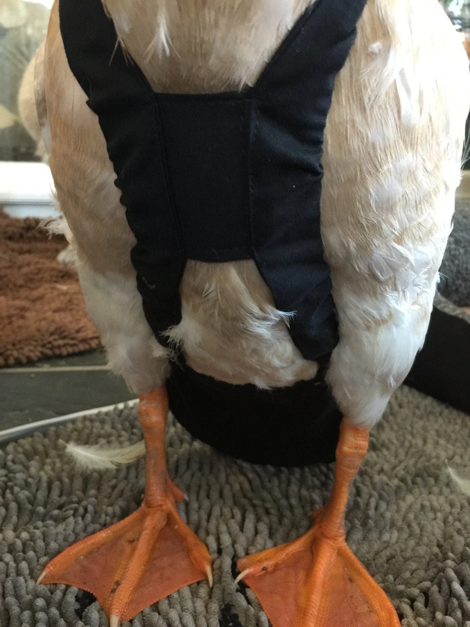 Hen Holster Duck Diaper Goose Diaper Removable Liners - Image 3