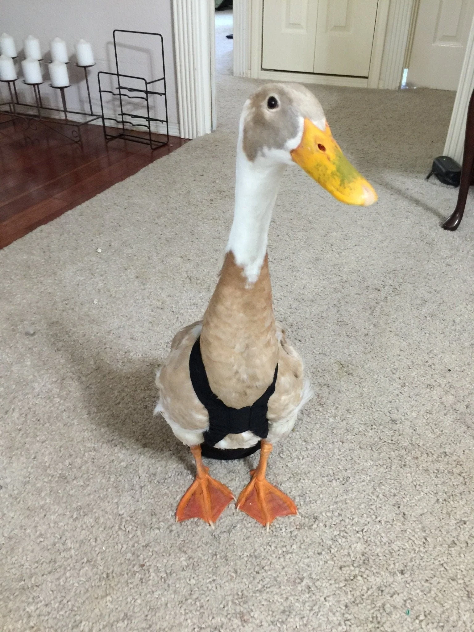 Hen Holster Duck Diaper Goose Diaper Removable Liners - Image 4