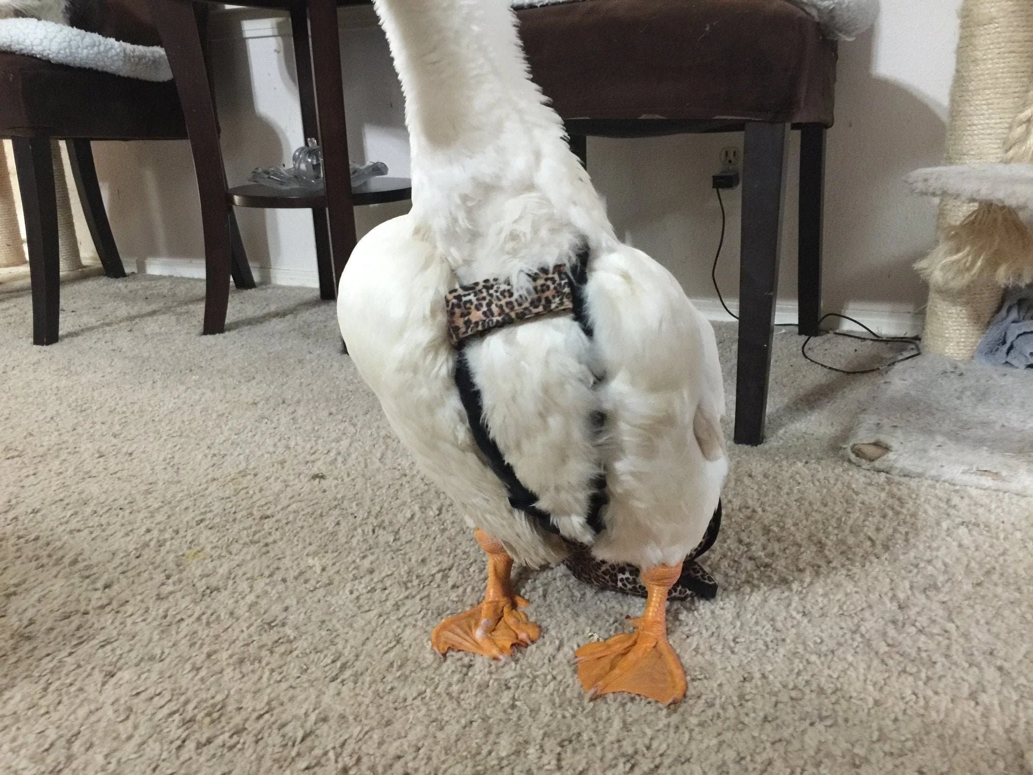 Hen Holster Duck Diaper Goose Diaper Removable Liners - Image 5