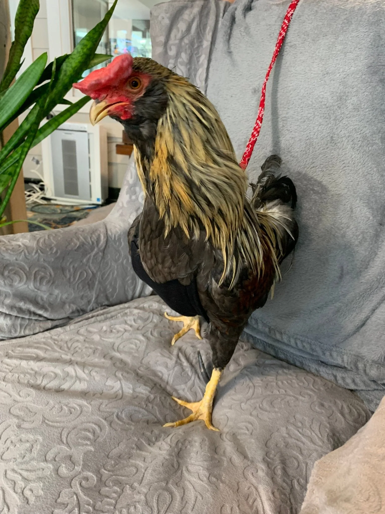 Hen Saver Chicken Harness (Chicken and Duck Harness without Diaper) - Image 3