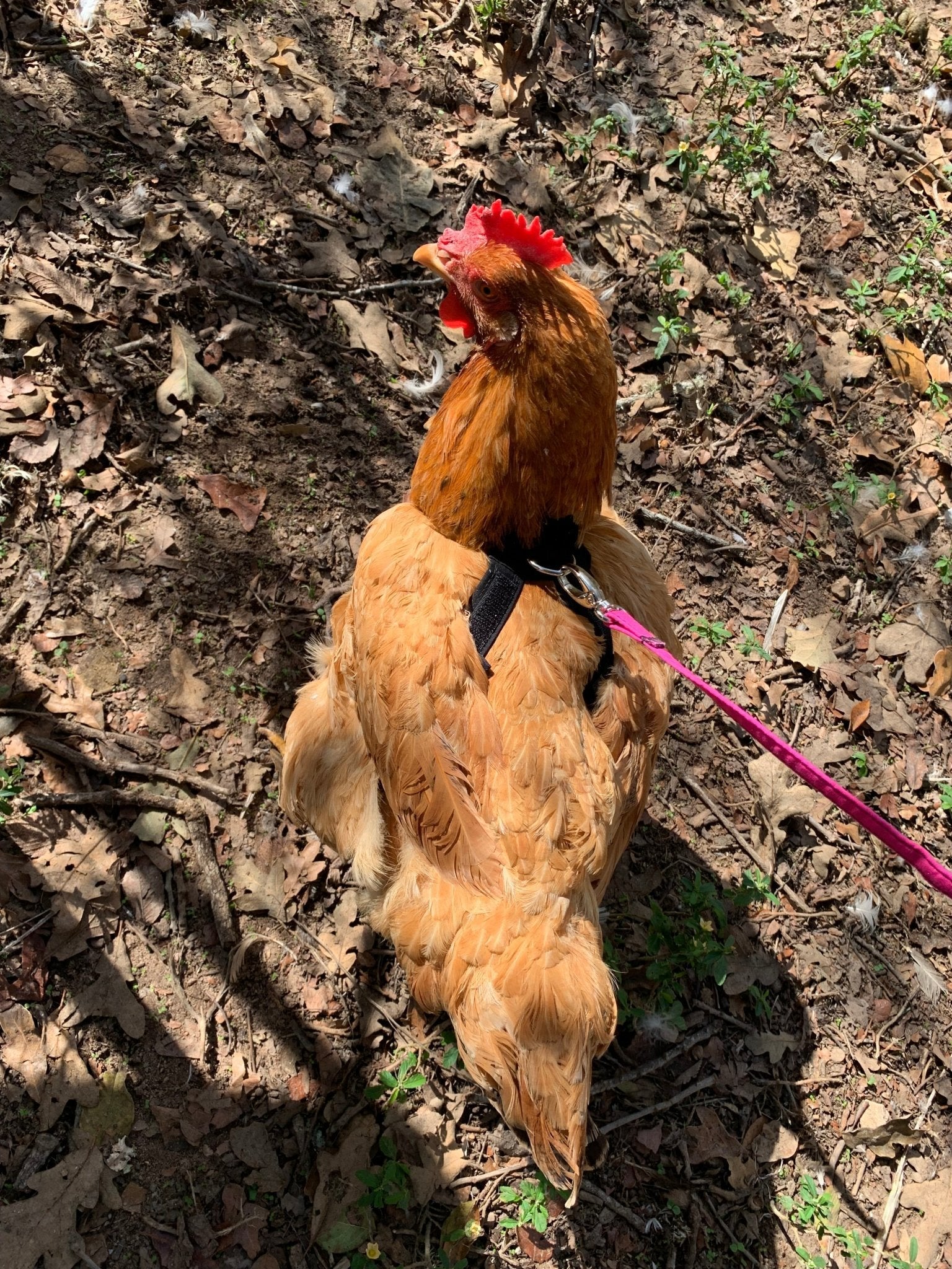 Hen Saver Chicken Harness (Chicken and Duck Harness without Diaper) - Image 4
