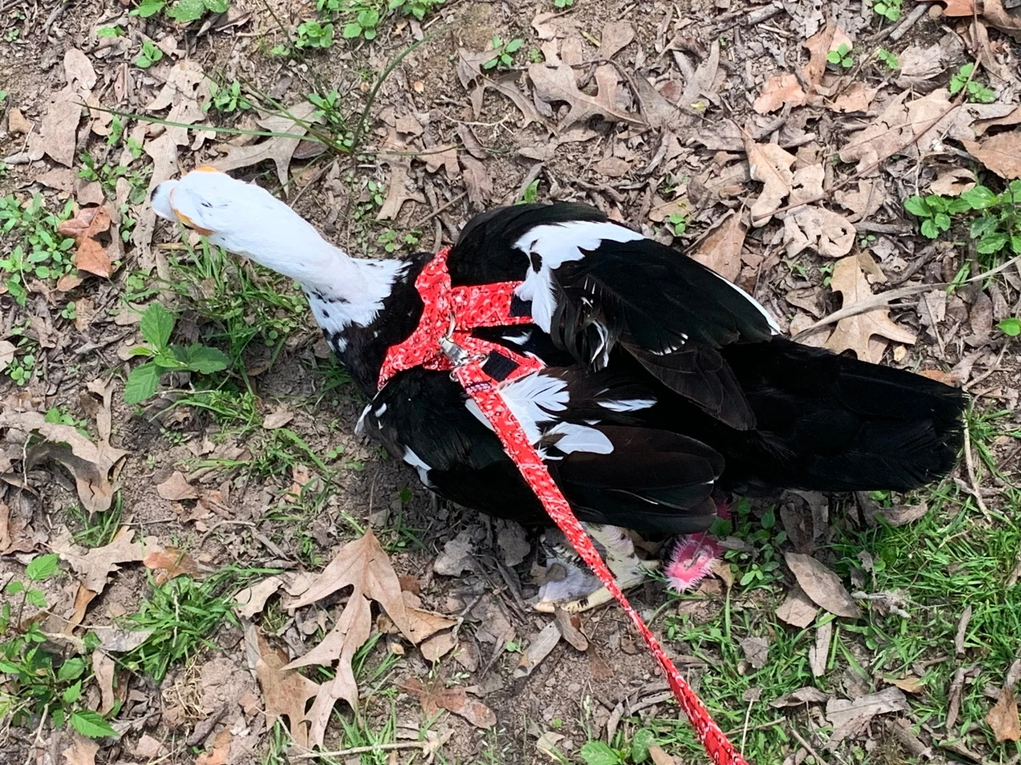 Hen Saver Chicken Harness (Chicken and Duck Harness without Diaper) - Image 6
