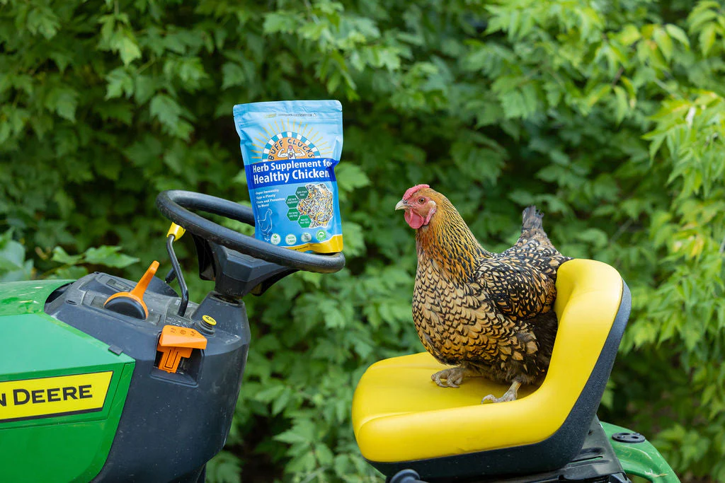 Herb Supplement For Backyard Chickens - Image 11