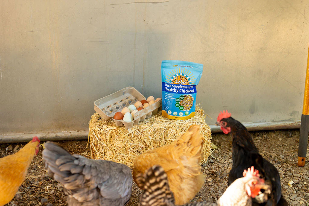 Herb Supplement For Backyard Chickens - Image 13