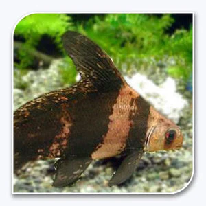 Hi-Fin Banded Loach (Myxocyprinus asiaticus) - Image 2