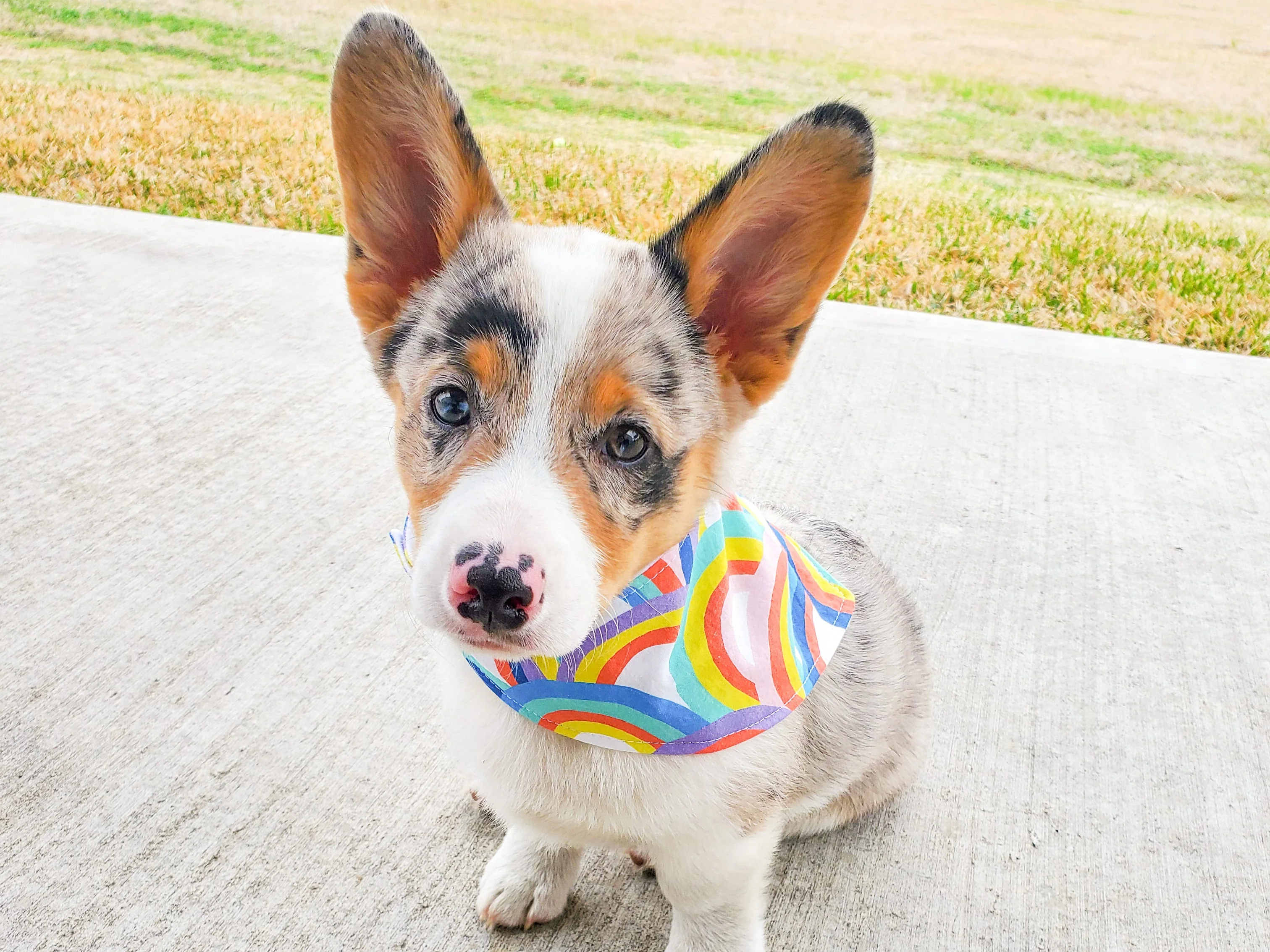 "High Tops" Dog Bandana - Image 8