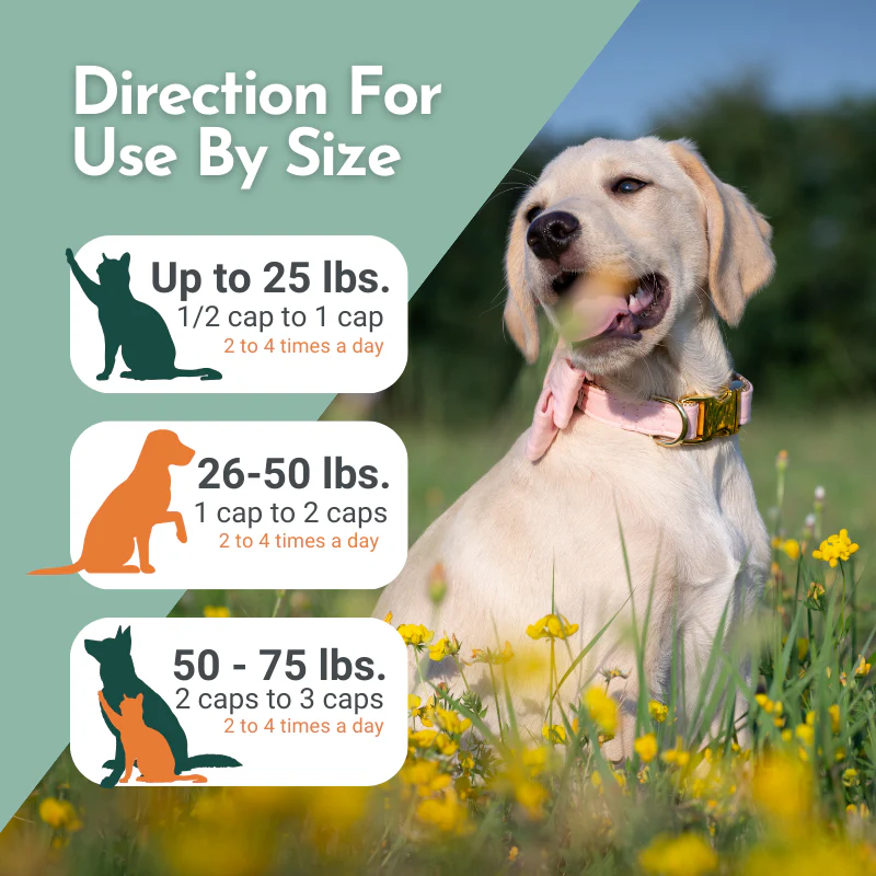 Hista Paws – with Quercetin for Dogs and Cats - Image 12